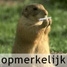 Opmerkelijk