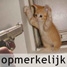 Opmerkelijk