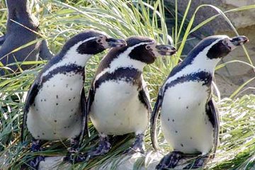 Humboldt pinguins in de zoo van Bremerhaven