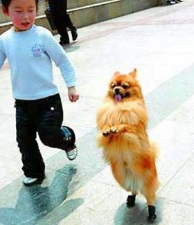 Qiangqiang, het lopende hondje