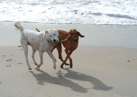 Honden aan het strand