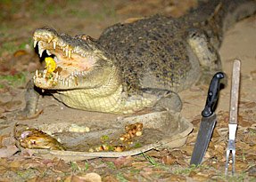 Krokodil Casey blieft geen rauw vlees