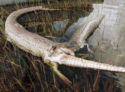 python alligator