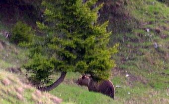 Duitse bruine beer gespot door een fotograaf