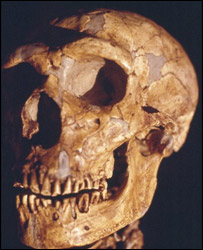 Schedel Neanderthaler