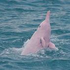 Een roze dolfijn