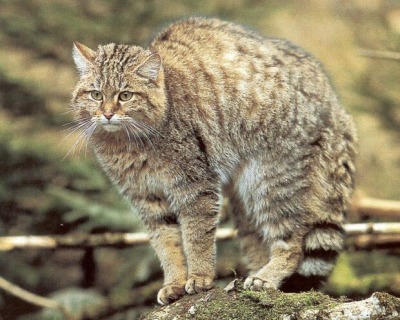 De wilde kat, Felis silvestris