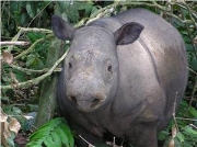 De Sumatraanse neushoorn, ernstig bedreigd