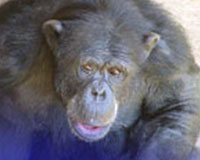 De 37-jarige chimpansee Judy in de Little Rock Zoo