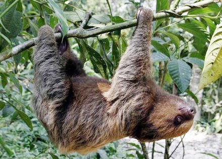 De luiaard, een Zuid-Amerikaans zoogdier, slaapt 18 uur per dag