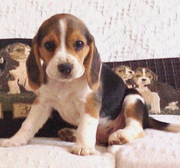Jonge Beagle