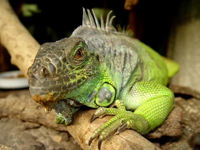 Een iguana