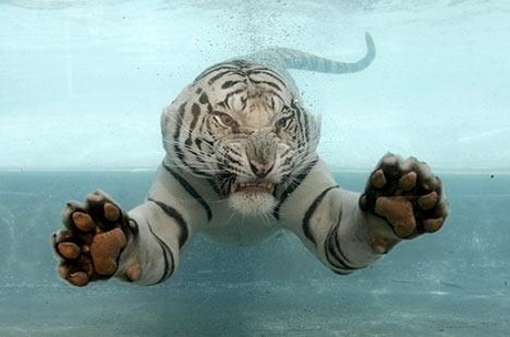 Zwemmende Bengaalse tijger 02