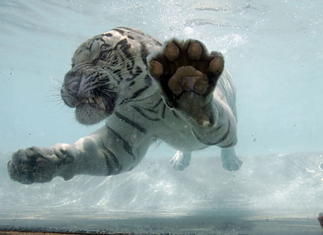 Zwemmende Bengaalse tijger 03
