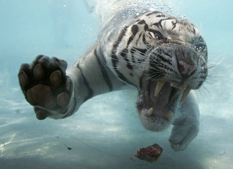 Zwemmende Bengaalse tijger 04
