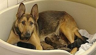 Moederhond met gedumpte pups