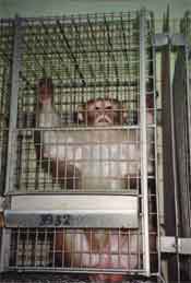 Een aap in het BPRC Rijswijk