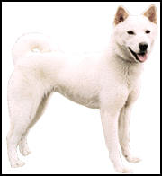 Jindo hond