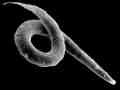 een nematode worm