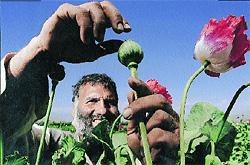 opiumteelt in Afghanistan