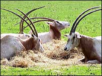De oryx-antilope is n van de bedreigde diersoorten waarvan het DNA al is ingevroren.