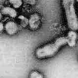 Het gevaarlijke H5N1-virus.