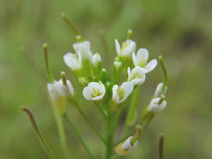 Arabidopsis thaliana of Zandraket